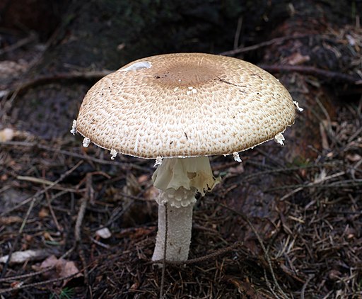 Riesen-Champignon
