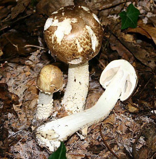 Riesen-Champignon, Agaricus augustus