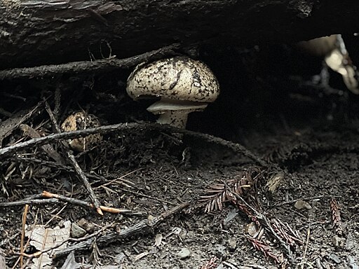 Riesen-Champignon, Agaricus augustus