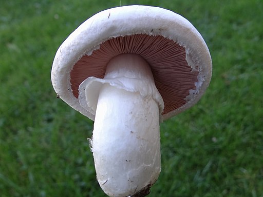 Zucht-Champignon, Agaricus bisporus