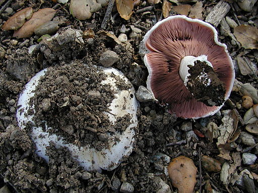 Stadt-Champignon