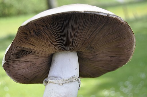 Stadt-Champignon, Agaricus bitorquis