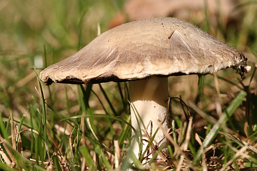 Wiesen-Champignon, Agaricus campestris