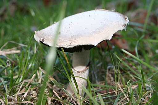 Wiesen-Champignon, Agaricus campestris