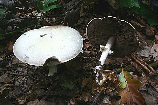 Schiefknolliger Anis-Champignon, Agaricus essettei