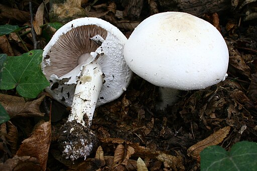 Schiefknolliger Anis-Champignon, Agaricus essettei