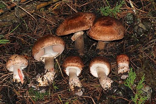 Dunkelfaseriger Champignon