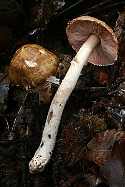 Dunkelfaseriger Champignon, Agaricus fuscofibrillosus