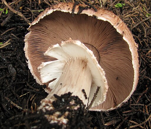 Dunkelfaseriger Champignon, Agaricus fuscofibrillosus