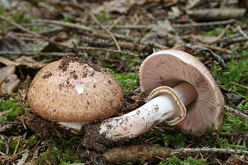 Kleiner Wald-Champignon