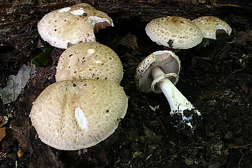 Kleiner Wald-Champignon, Agaricus silvaticus