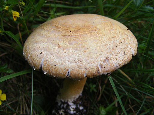 Kleiner Wald-Champignon, Agaricus silvaticus