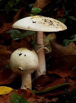 Dünnfleischiger Anis-Egerling, Agaricus silvicola