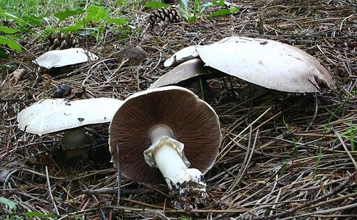 Dünnfleischiger Anis-Egerling, Agaricus silvicola