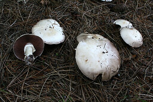 Dünnfleischiger Anis-Egerling, Agaricus silvicola