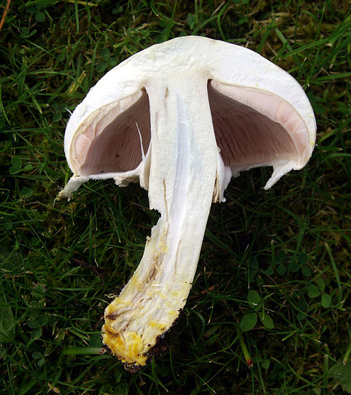 Karbol-Champignon