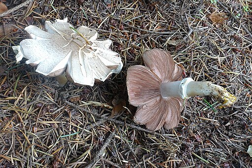 Karbol-Champignon, Agaricus xanthodermus