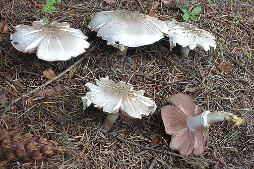 Karbol-Champignon, Agaricus xanthodermus