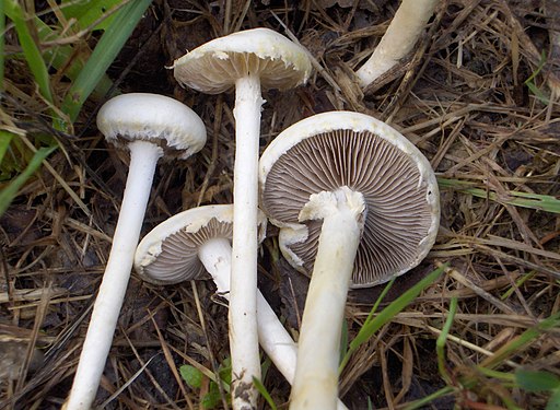 Weißer Ackerling, Agrocybe dura
