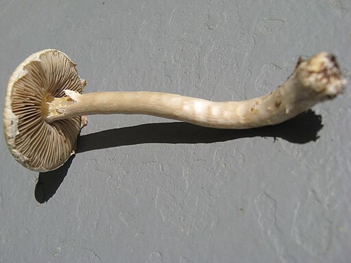 Weißer Ackerling, Agrocybe dura