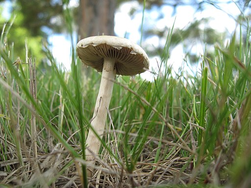 Weißer Ackerling, Agrocybe dura
