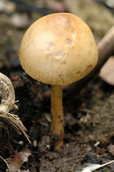 Raustieliger Ackerling, Agrocybe pediades