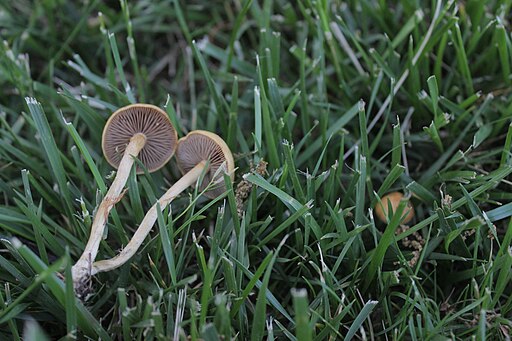 Raustieliger Ackerling, Agrocybe pediades