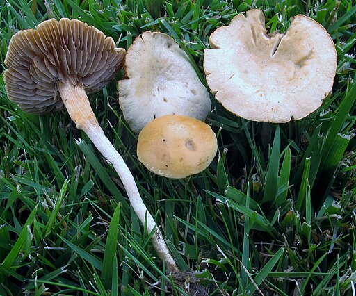 Raustieliger Ackerling, Agrocybe pediades