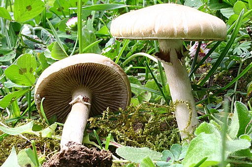 Früher Ackerling, Agrocybe praecox