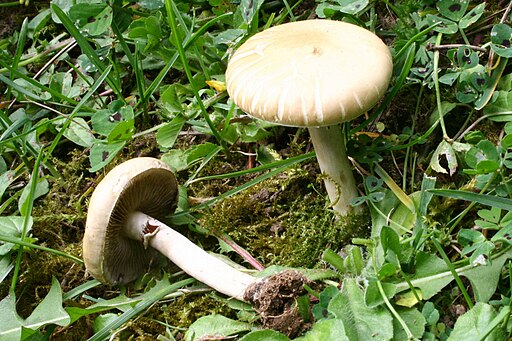 Früher Ackerling, Agrocybe praecox