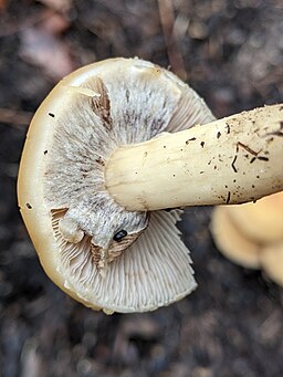 Früher Ackerling, Agrocybe praecox
