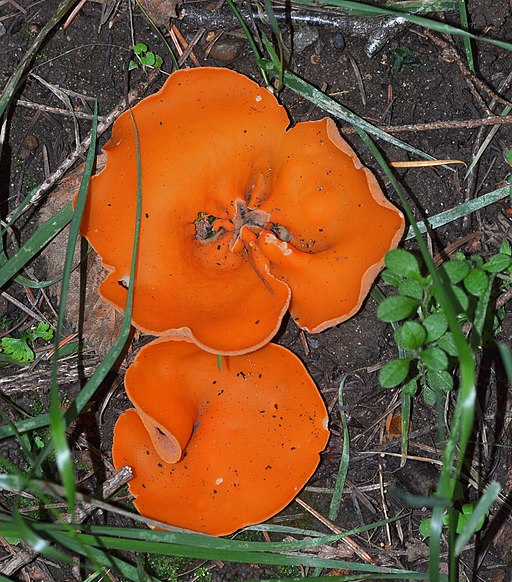 Gemeiner Orangebecherling, Aleuria aurantia