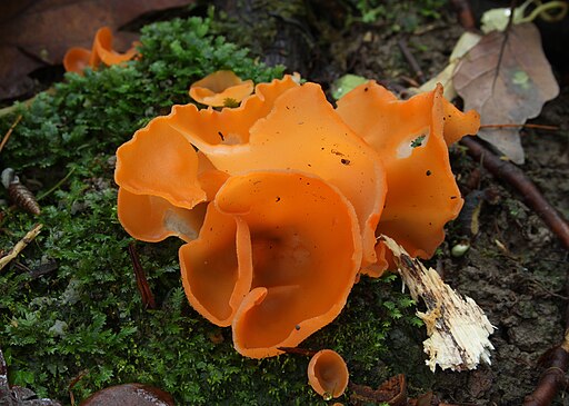 Gemeiner Orangebecherling, Aleuria aurantia