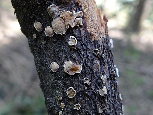 Orangefarbene Mehlscheibe, Aleurodiscus amorphus