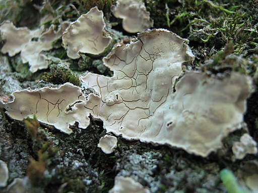 Schüsselförmige Mehlscheibe, Aleurodiscus disciformis