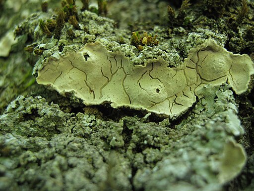Schüsselförmige Mehlscheibe, Aleurodiscus disciformis