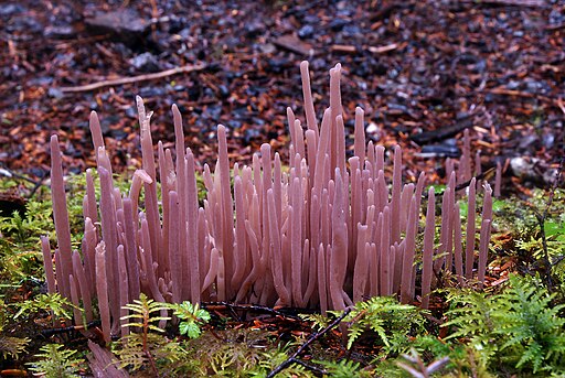 Purpurnes Zystidenkeulchen, Alloclavaria purpurea
