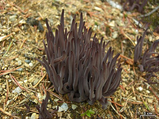 Purpurnes Zystidenkeulchen, Alloclavaria purpurea