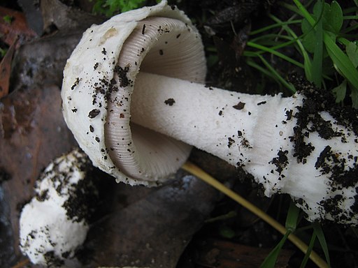 Hellflockiger Scheidenstreifling, Amanita beckeri