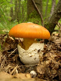 Kaiserling, Amanita caesarea