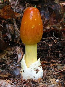 Kaiserling, Amanita caesarea