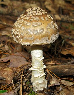 Riesen-Scheidenstreifling, Amanita ceciliae