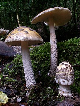 Riesen-Scheidenstreifling, Amanita ceciliae