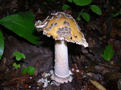 Riesen-Scheidenstreifling, Amanita ceciliae