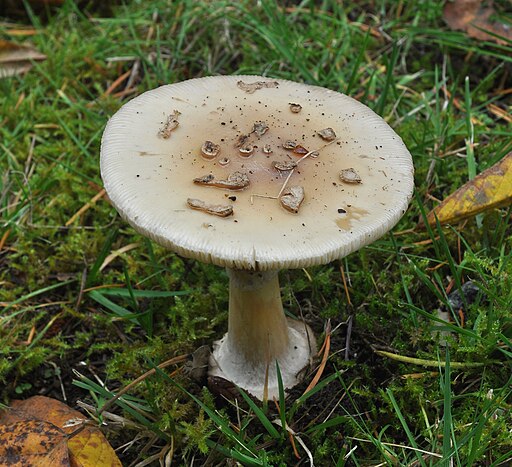 Gelber Knollenblätterpilz, Amanita citrina