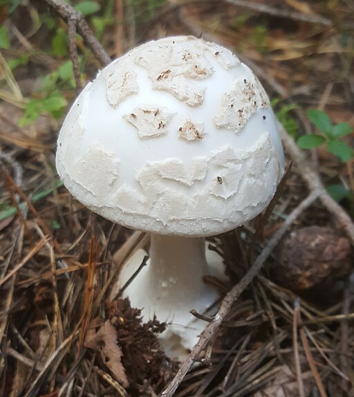 Gelber Knollenblätterpilz, Amanita citrina