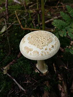 Gelber Knollenblätterpilz, Amanita citrina