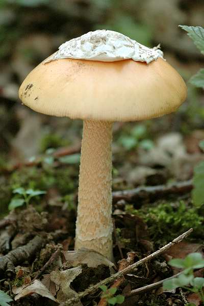 Orangegelber Scheidenstreifling, Amanita crocea