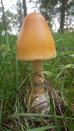 Orangegelber Scheidenstreifling, Amanita crocea