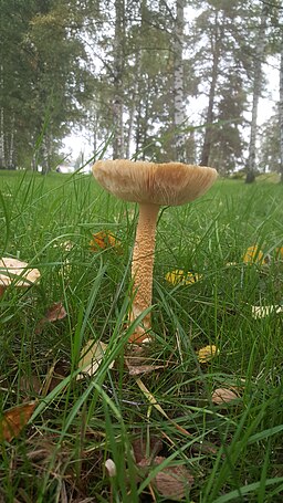 Orangegelber Scheidenstreifling, Amanita crocea
